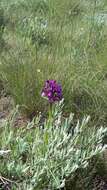 Anacamptis morio subsp. caucasica (K. Koch) H. Kretzschmar, Eccarius & H. Dietr. resmi