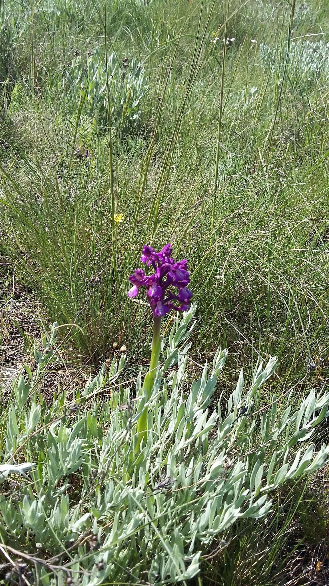 Anacamptis morio subsp. caucasica (K. Koch) H. Kretzschmar, Eccarius & H. Dietr. resmi