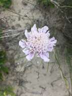 صورة Scabiosa incisa Mill.