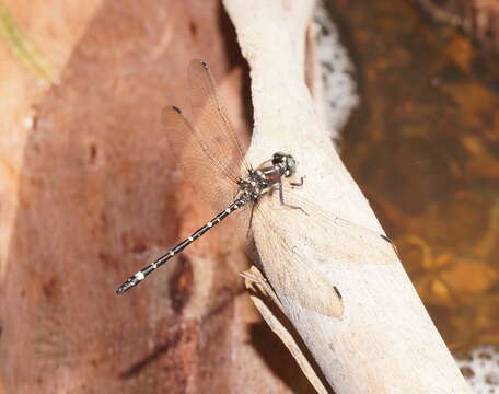 Image of Eusynthemis brevistyla (Selys 1871)