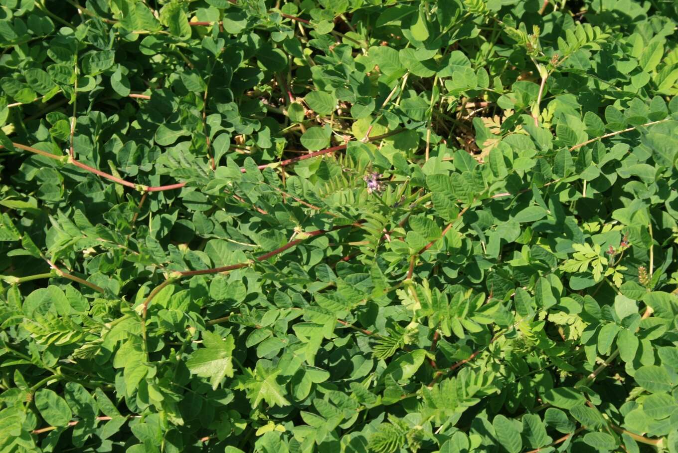 Image of licorice milkvetch