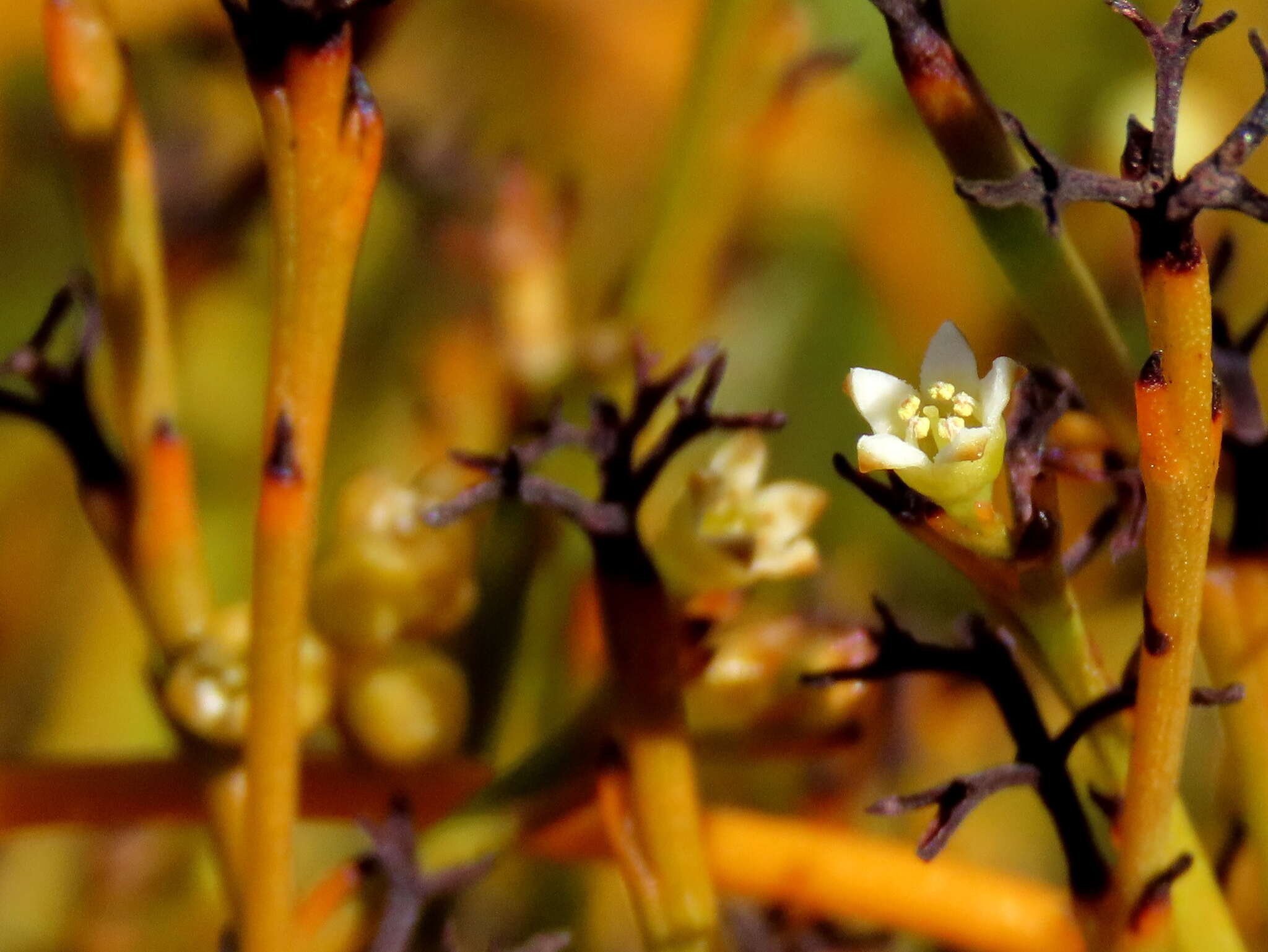 Слика од Thesium euphrasioides A. DC.