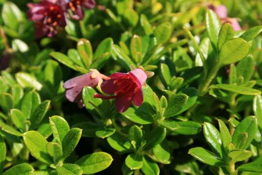 Image of bent-style rhododendron