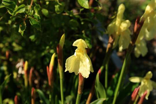 Image of Roscoea cautleoides