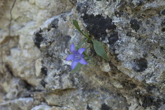 Image of Campanula lehmanniana Bunge