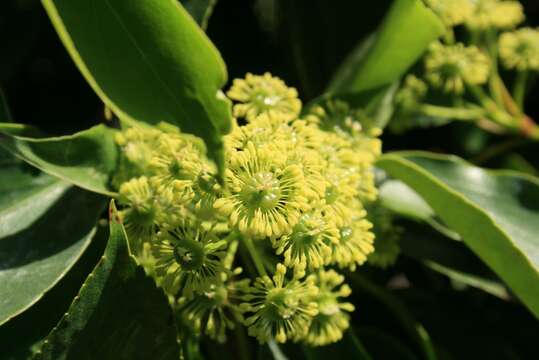 Image of Trochodendron