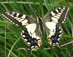 Image of Old World Swallowtail