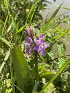 Image of Dactylorhiza grandis (Druce) P. F. Hunt