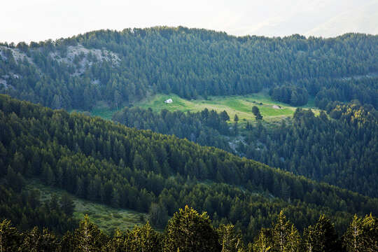 Image of Bosnian Pine