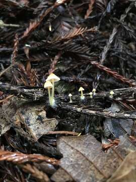 Atheniella aurantiidisca (Murrill) Redhead, Moncalvo, Vilgalys, Desjardin & B. A. Perry 2012 resmi