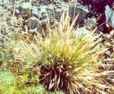 Image of leafy reedgrass