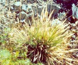 Image of leafy reedgrass