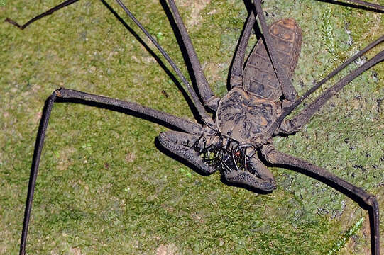 Image of Heterophrynus elaphus Pocock 1903