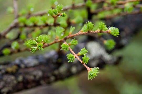 Image of Japanese Larch