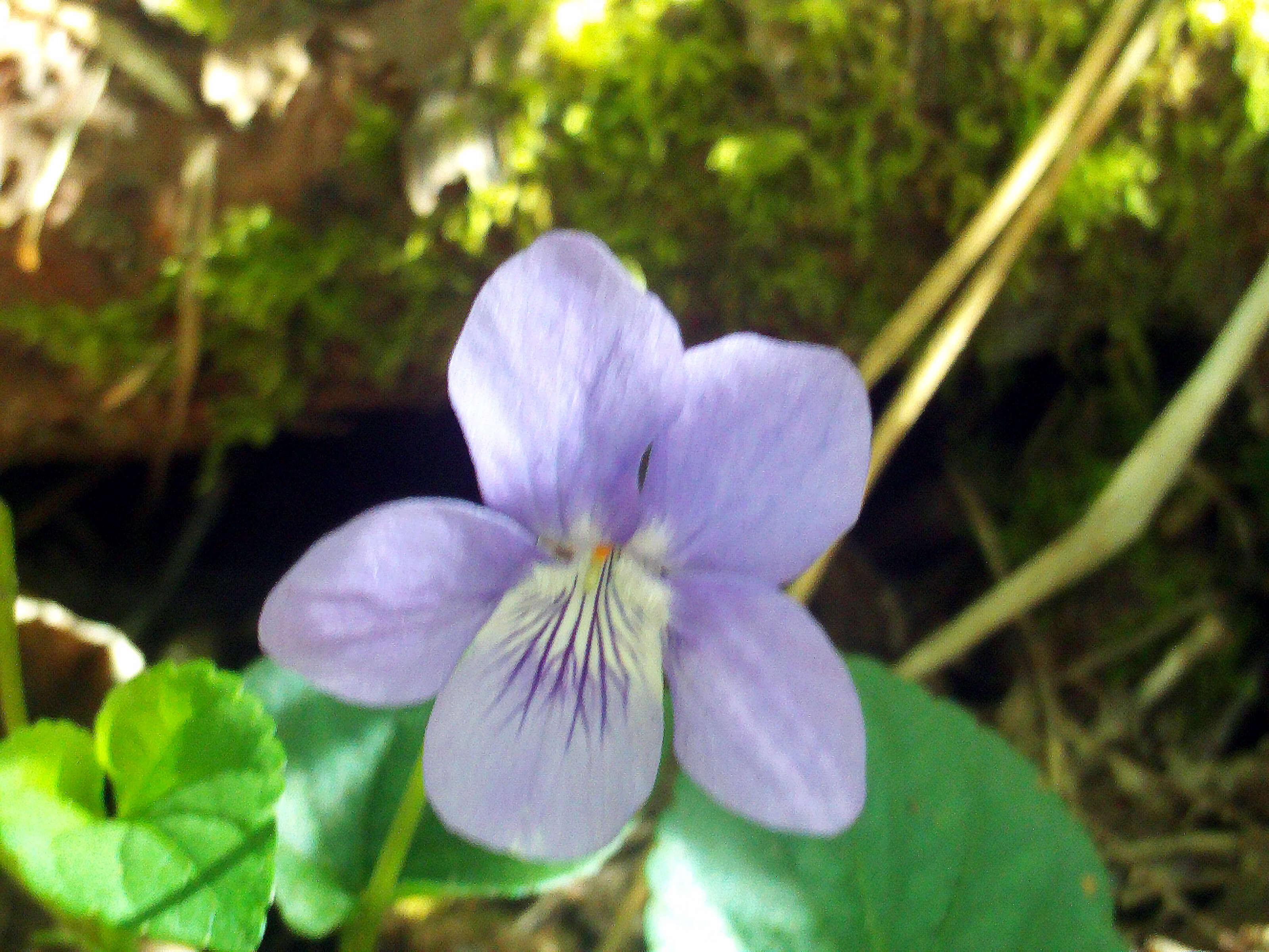 Image of common dog-violet