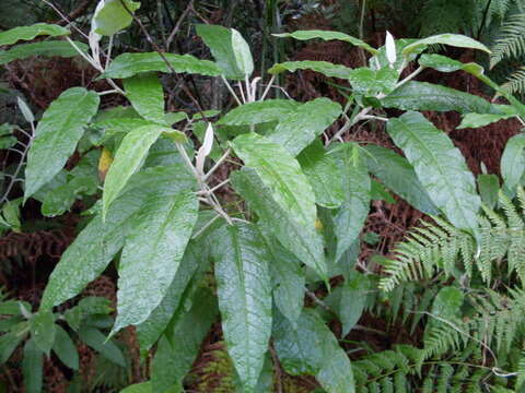 Astrotricha latifolia Benth.的圖片