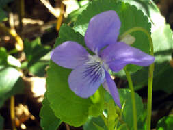 Image of common dog-violet