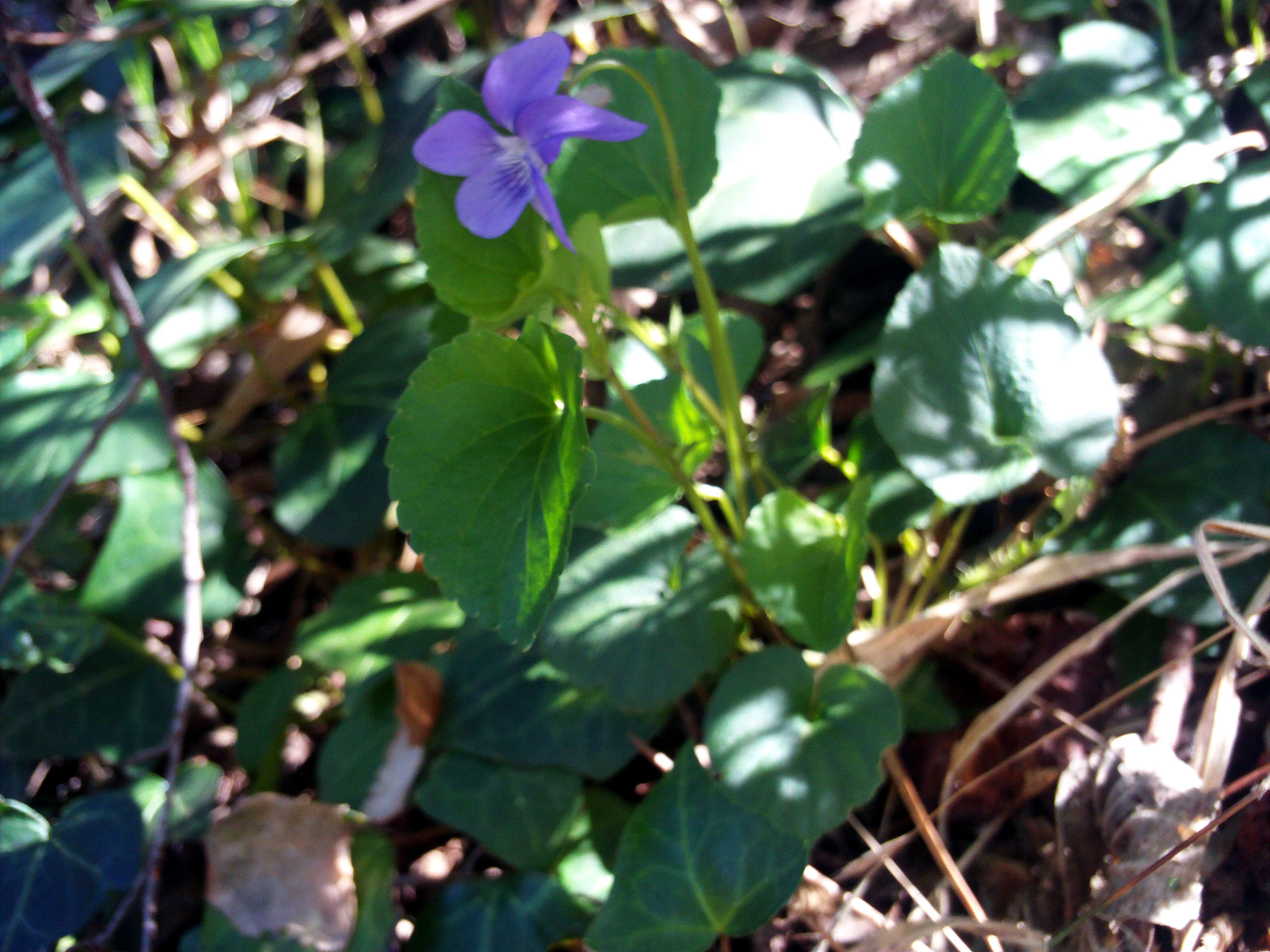 Image of common dog-violet