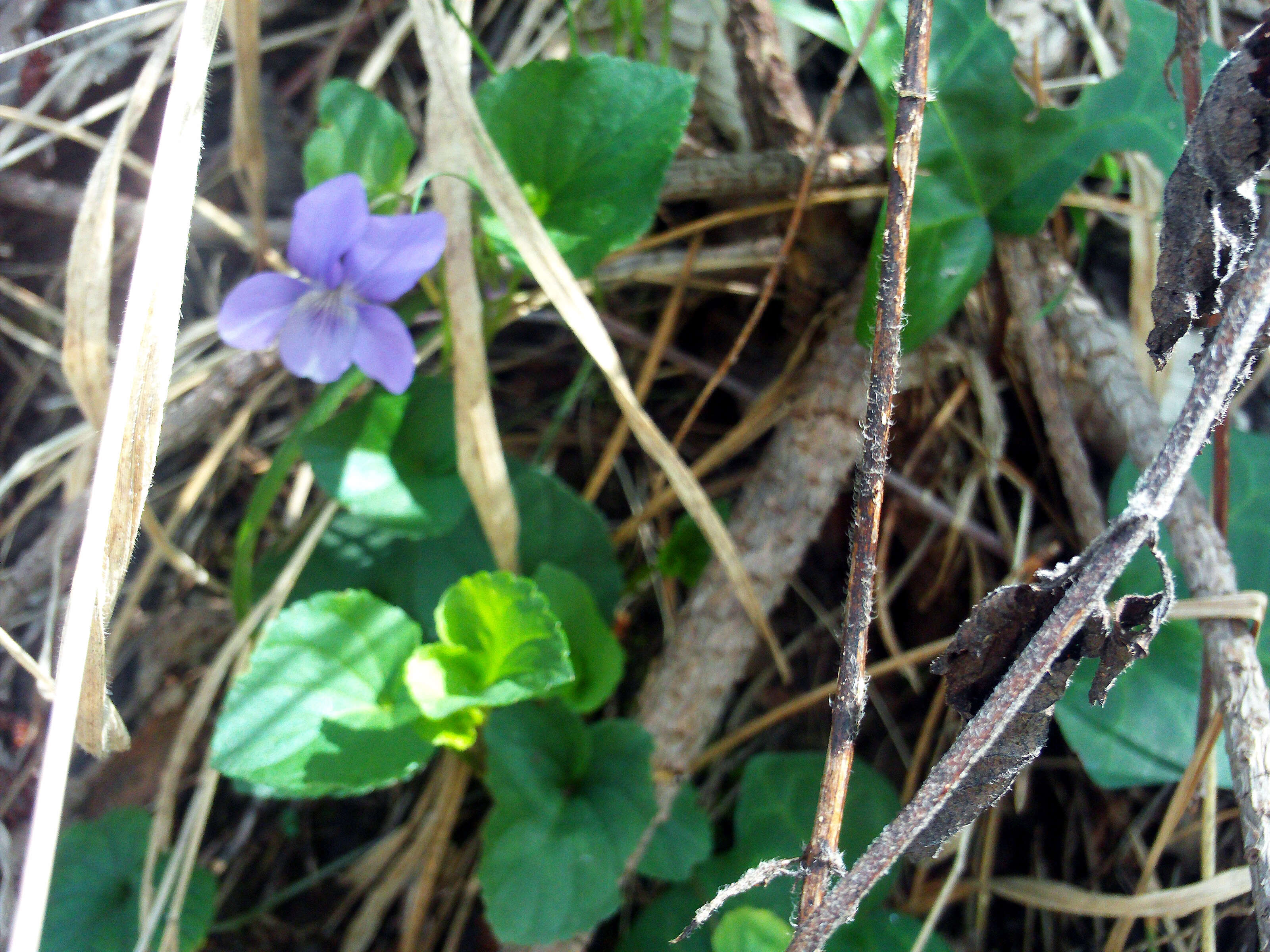 Image of common dog-violet