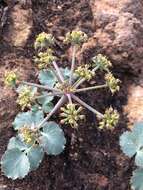 Слика од Lomatium repostum (Jepson) Mathias