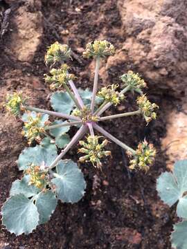 Слика од Lomatium repostum (Jepson) Mathias