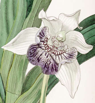 Image of Fanshape orchid