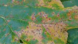 Image of Puccinia otagensis