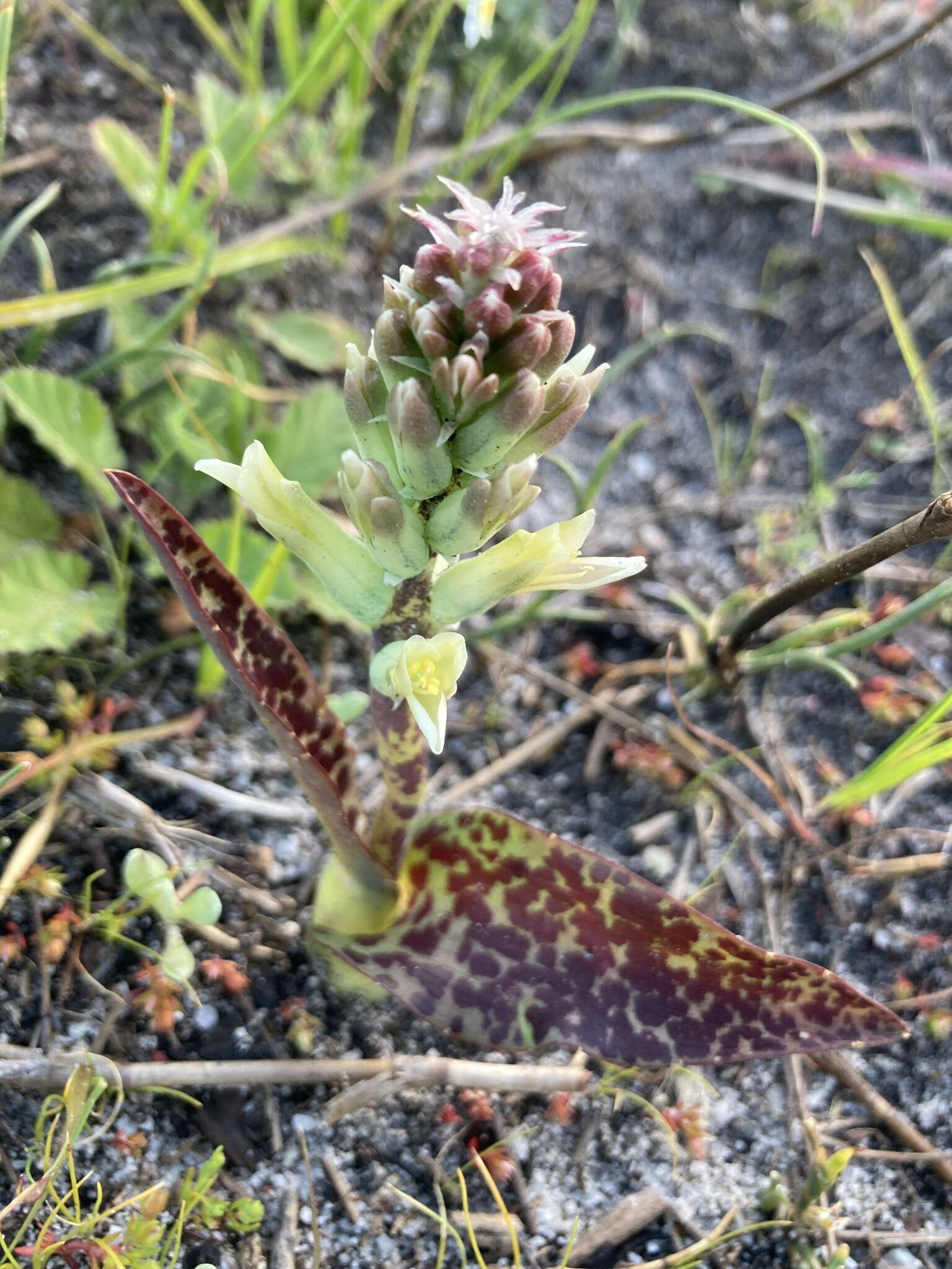 Image of Lachenalia orchioides (L.) Aiton