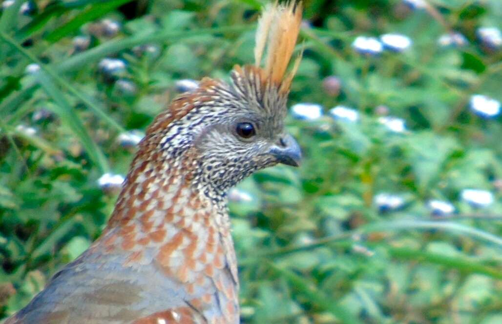 Image of Elegant Quail