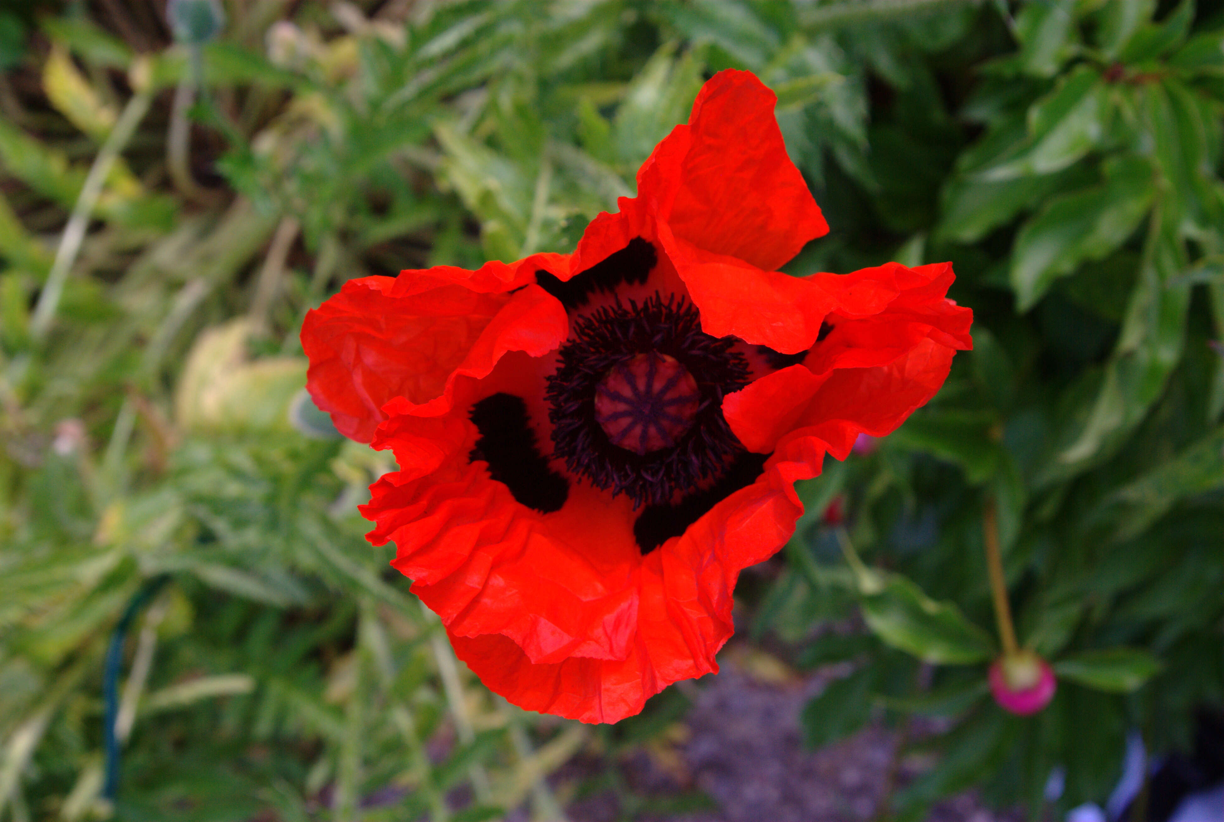 Image of Oriental poppy