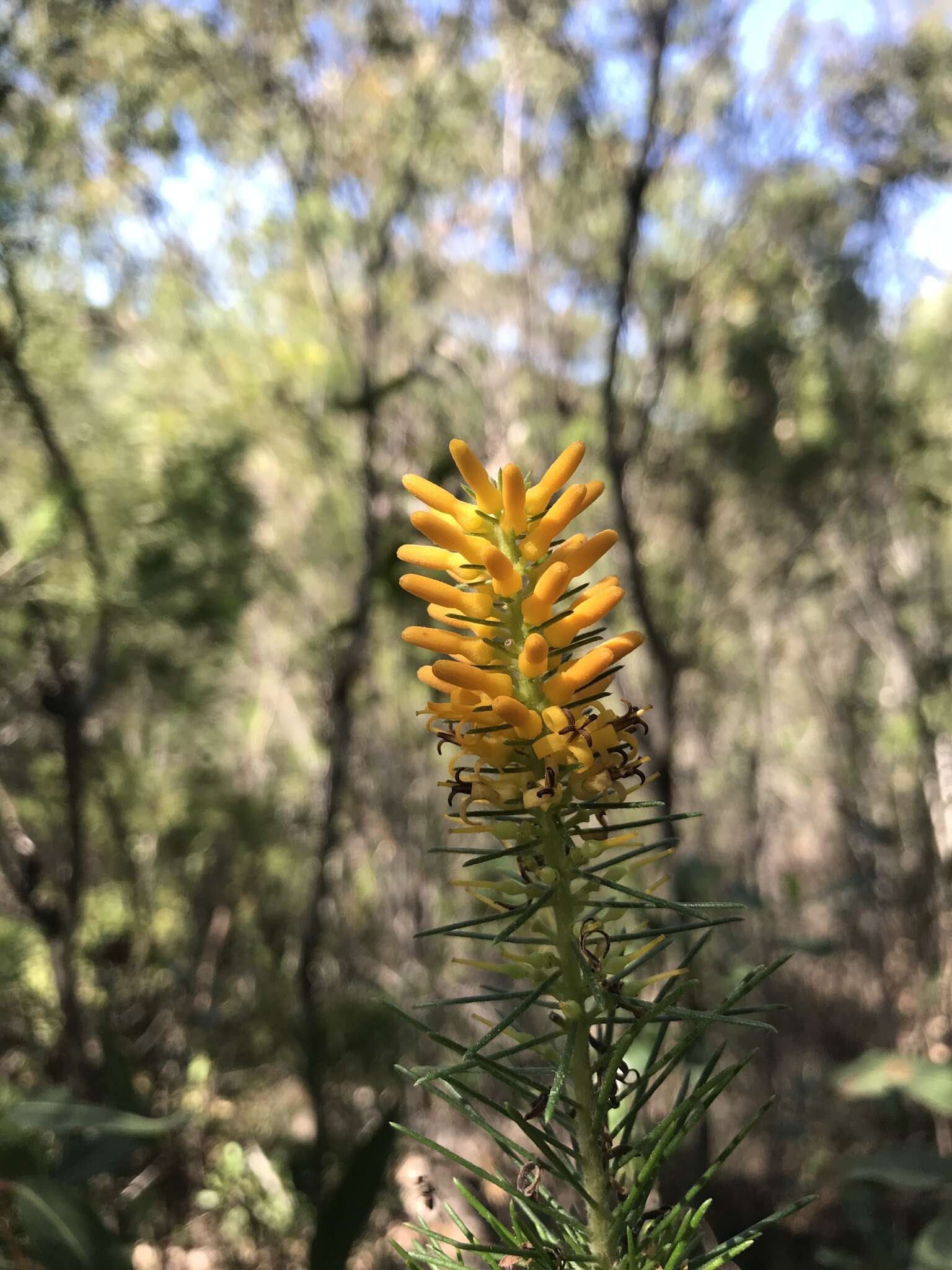 Image of Persoonia pinifolia R. Br.