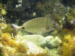 Image of White Seabream