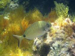 Image of White Seabream