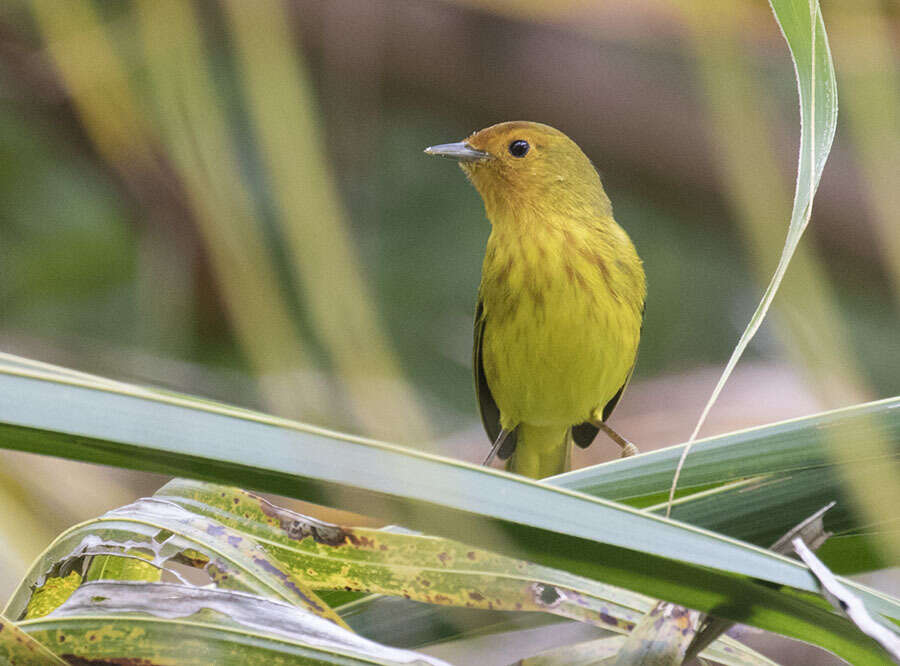 Imagem de Setophaga petechia erithachorides (Baird & SF 1858)