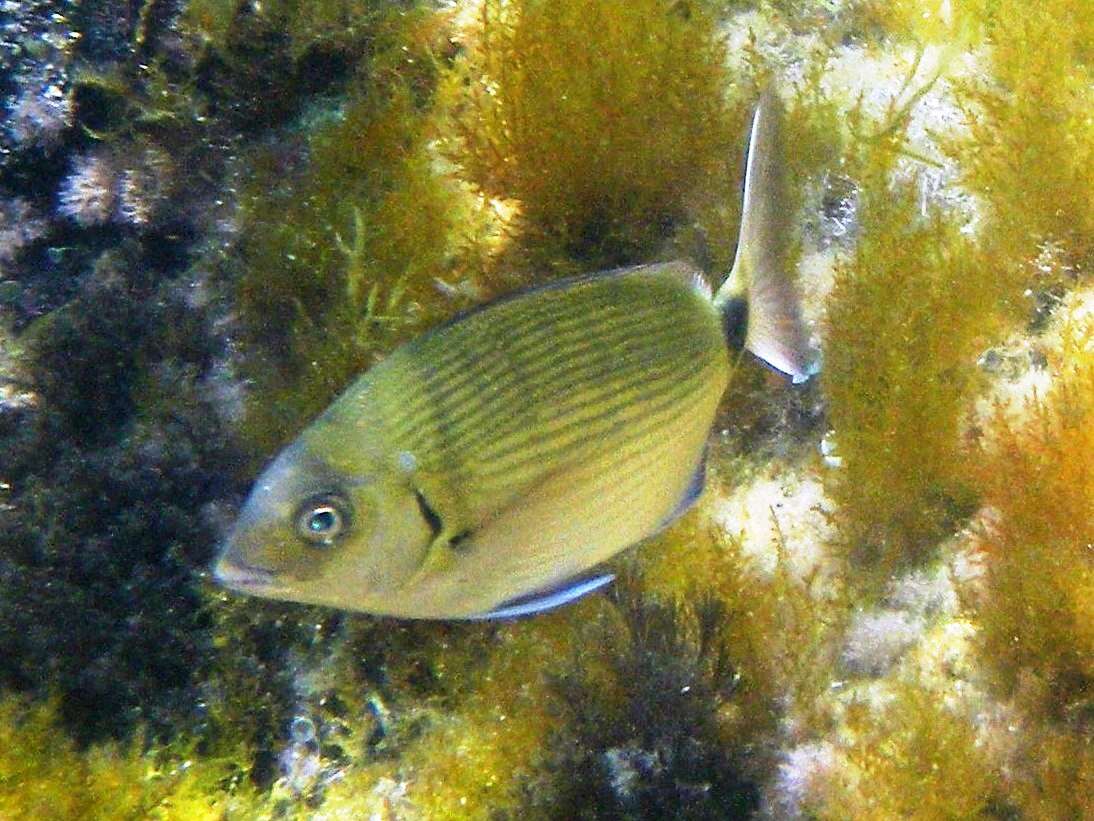 Image of White Seabream