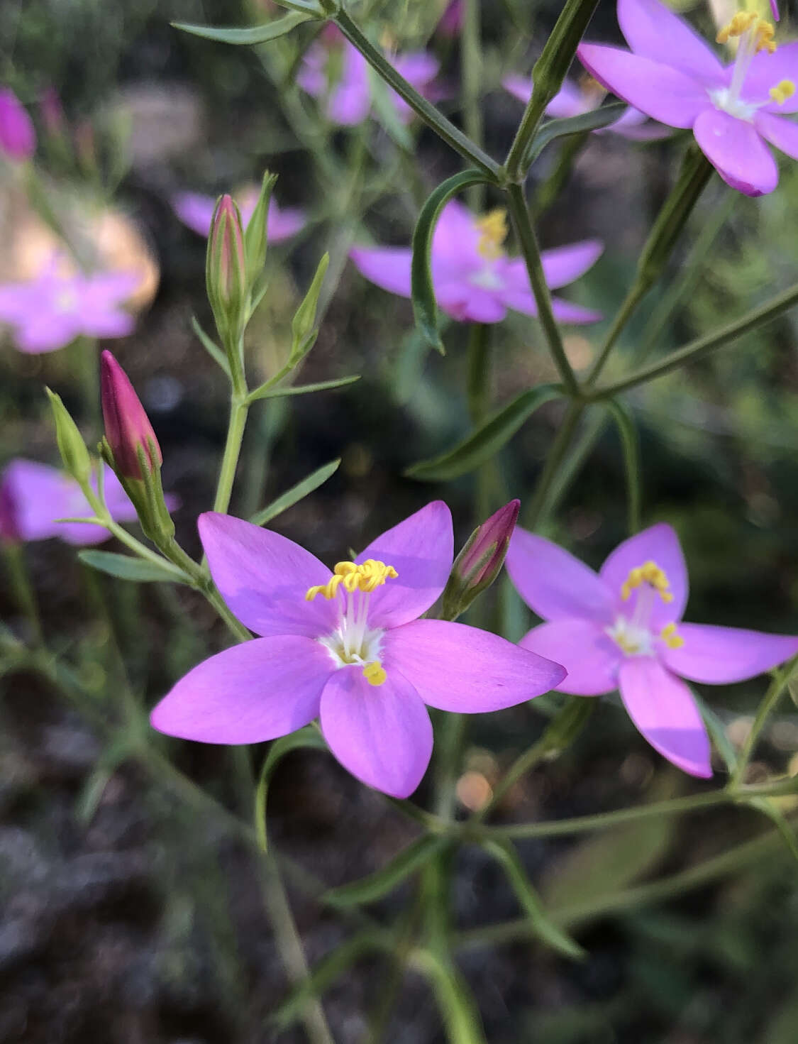 Image of Centaurium quadrifolium subsp. barrelieri (Dufour) G. López González