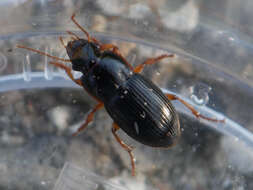 Image of Harpalus (Harpalus) latus (Linnaeus 1758)