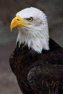 Image of Bald Eagle