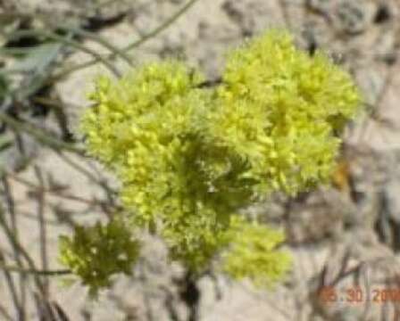 Imagem de Eriogonum ochrocephalum S. Wats.