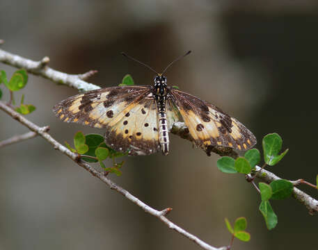 Image of Acraea turna Mabille 1877