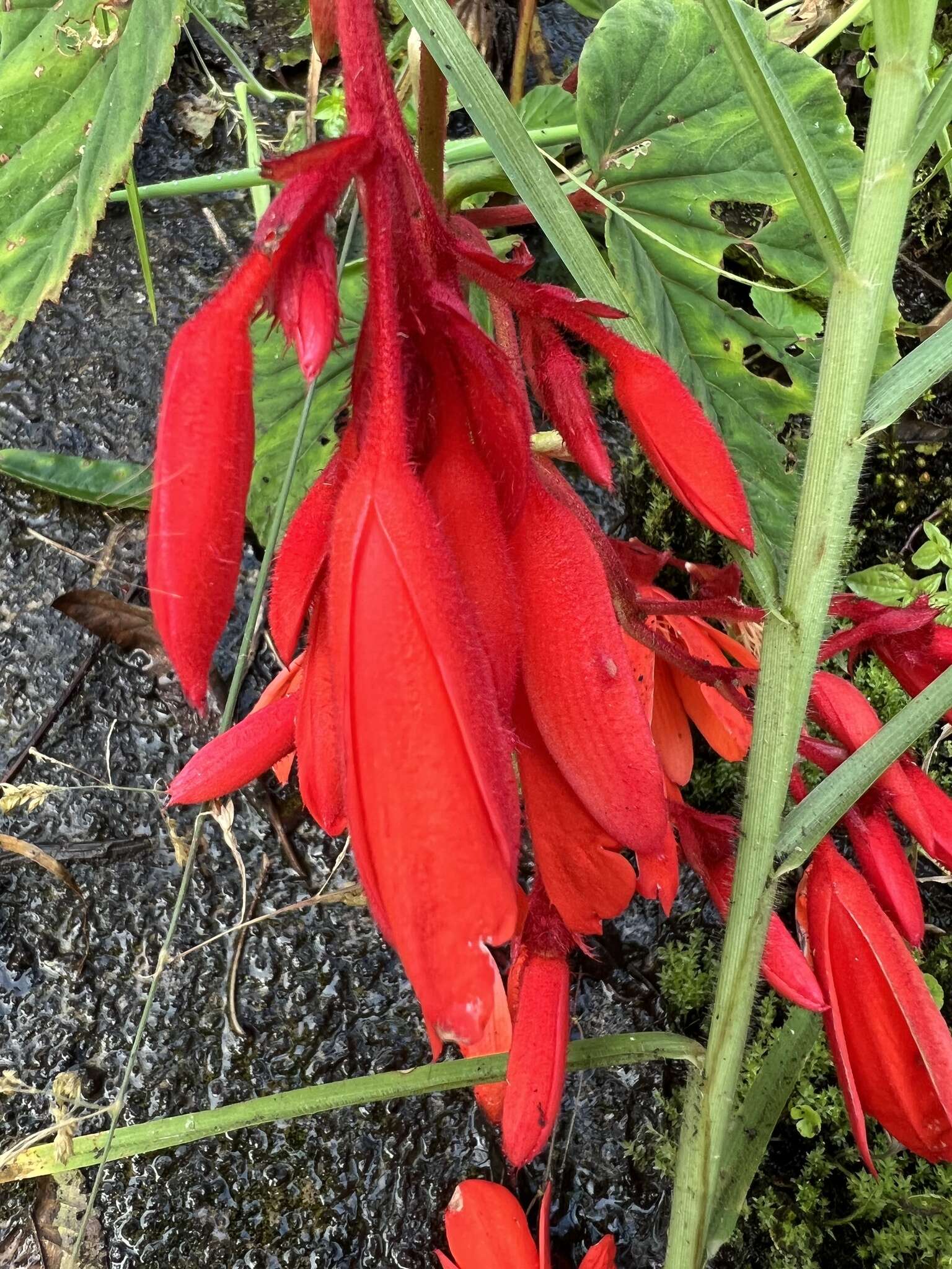 Слика од Begonia ferruginea L. fil.