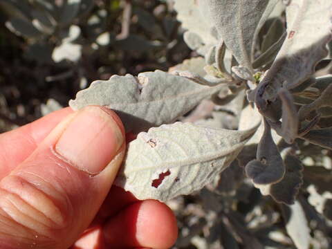 Image of Pacific yerba santa