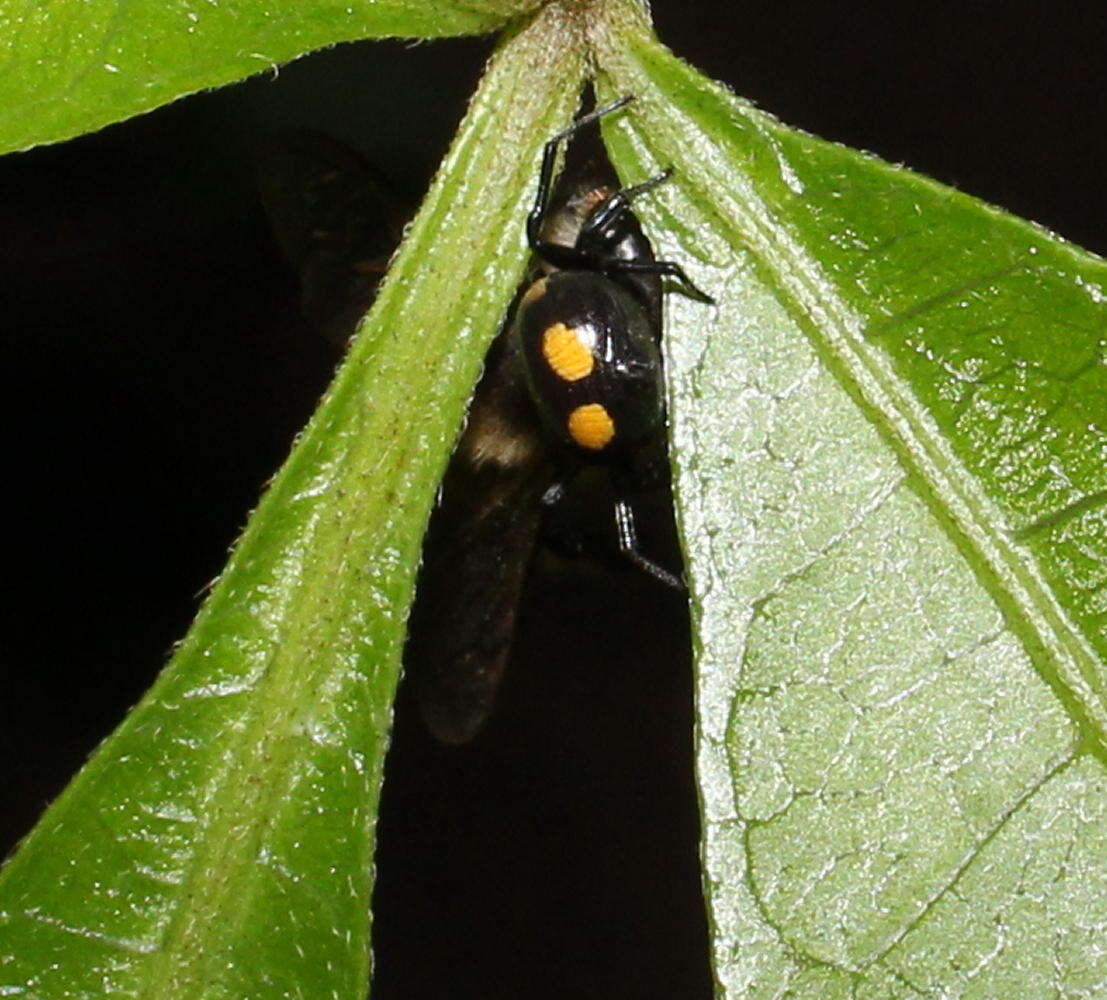 Image of Mystaria flavoguttata (Lawrence 1952)