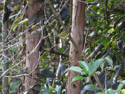 Image of Mountain Leaf Warbler