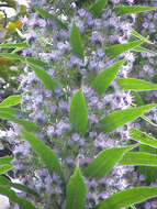 Plancia ëd Echium pininana Webb & Berth.