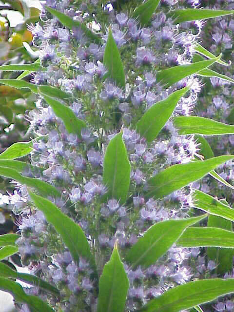 Plancia ëd Echium pininana Webb & Berth.