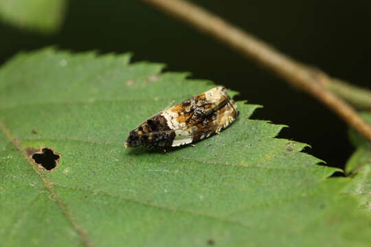 Image of Banded Olethreutes Moth