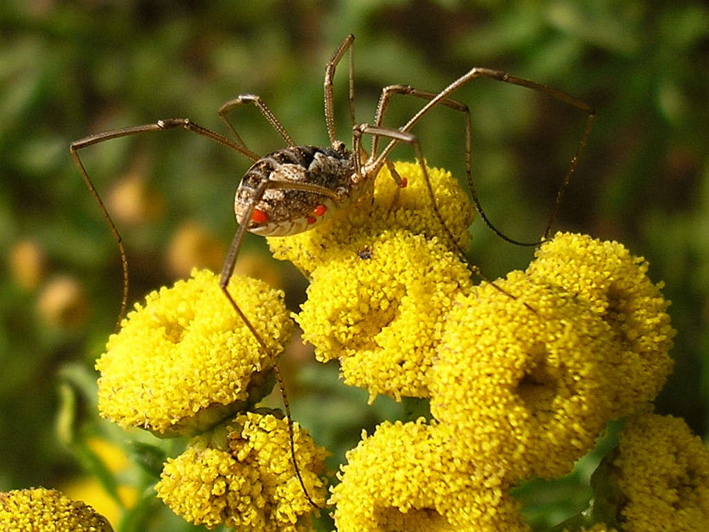 Image of Daddy longleg