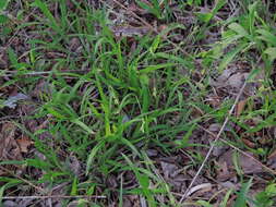 Image of pubescent sedge