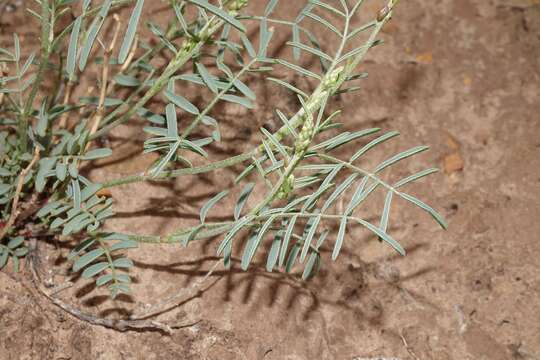 Image of Fort Wingate milkvetch